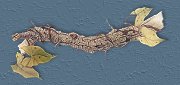 owlicon2.jpg 180x85