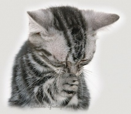 cat